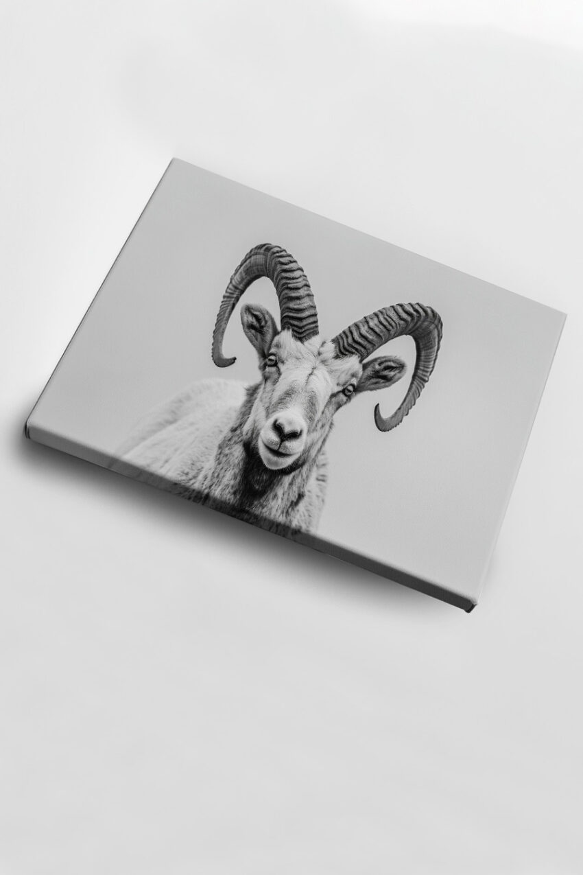 Fotografie Poster Steinbock Vorderansicht schwarz-weiß