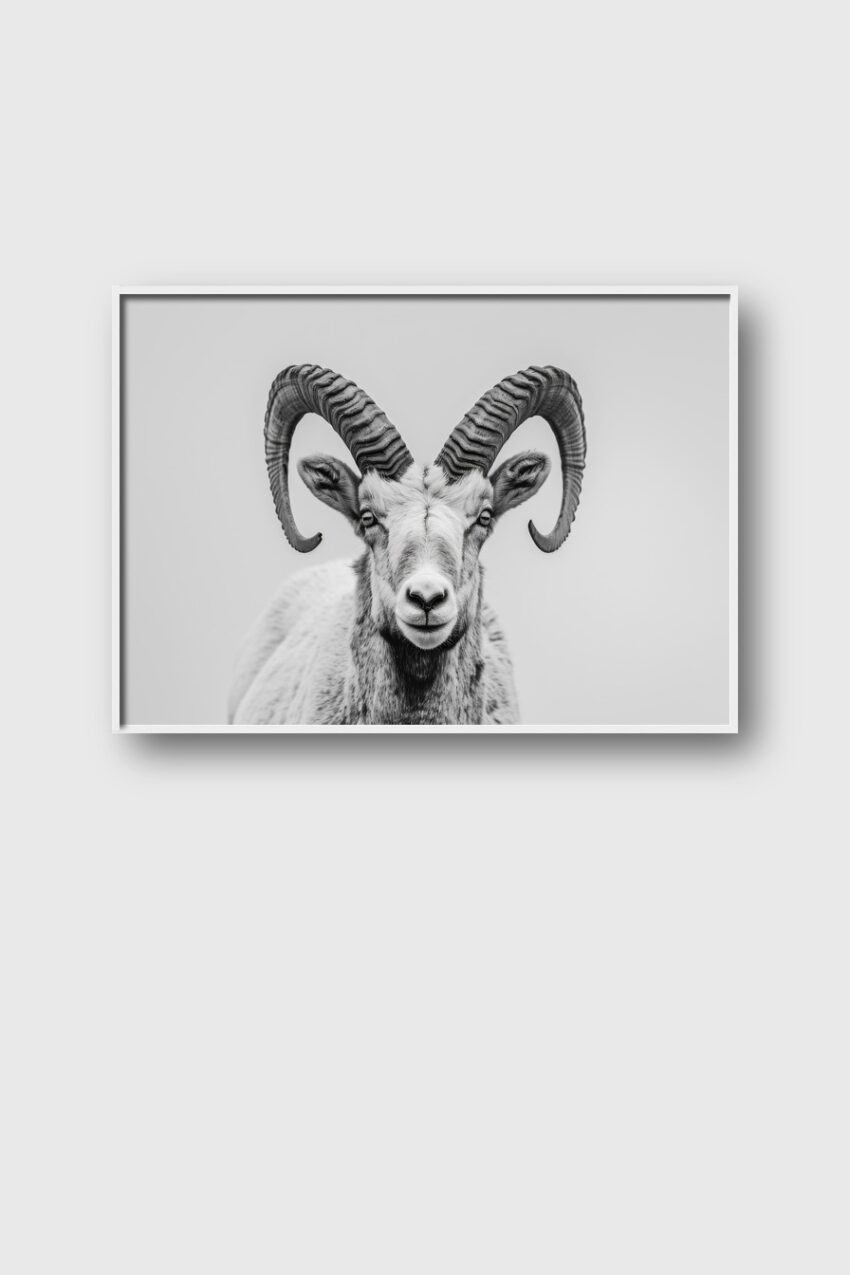 Fotografie Poster Steinbock Vorderansicht schwarz-weiß