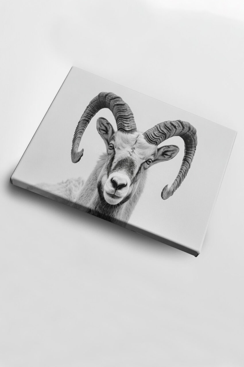 Fotografie Poster Widder frontal schwarz-weiß kräftig