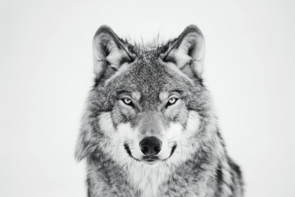 Wolf Kopf Detail Leinwandbild