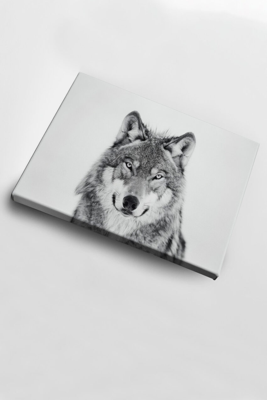 Fotografie Poster Wolf frontal grau schwarz-weiß