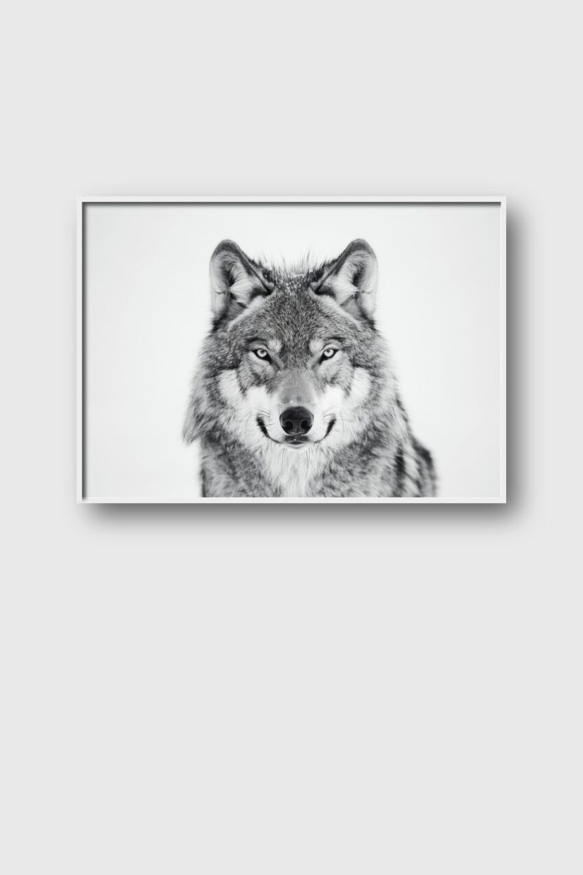 Fotografie Poster Wolf frontal grau schwarz-weiß