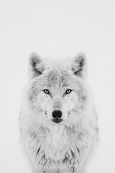 Wolf Nahaufnahme Augen Poster