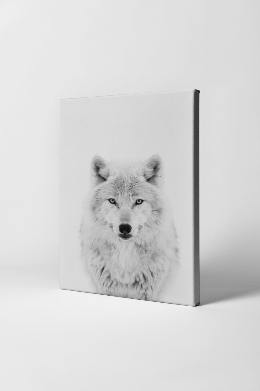 Fotografie Poster Wolf Blick frontal weiß schwarz-weiß