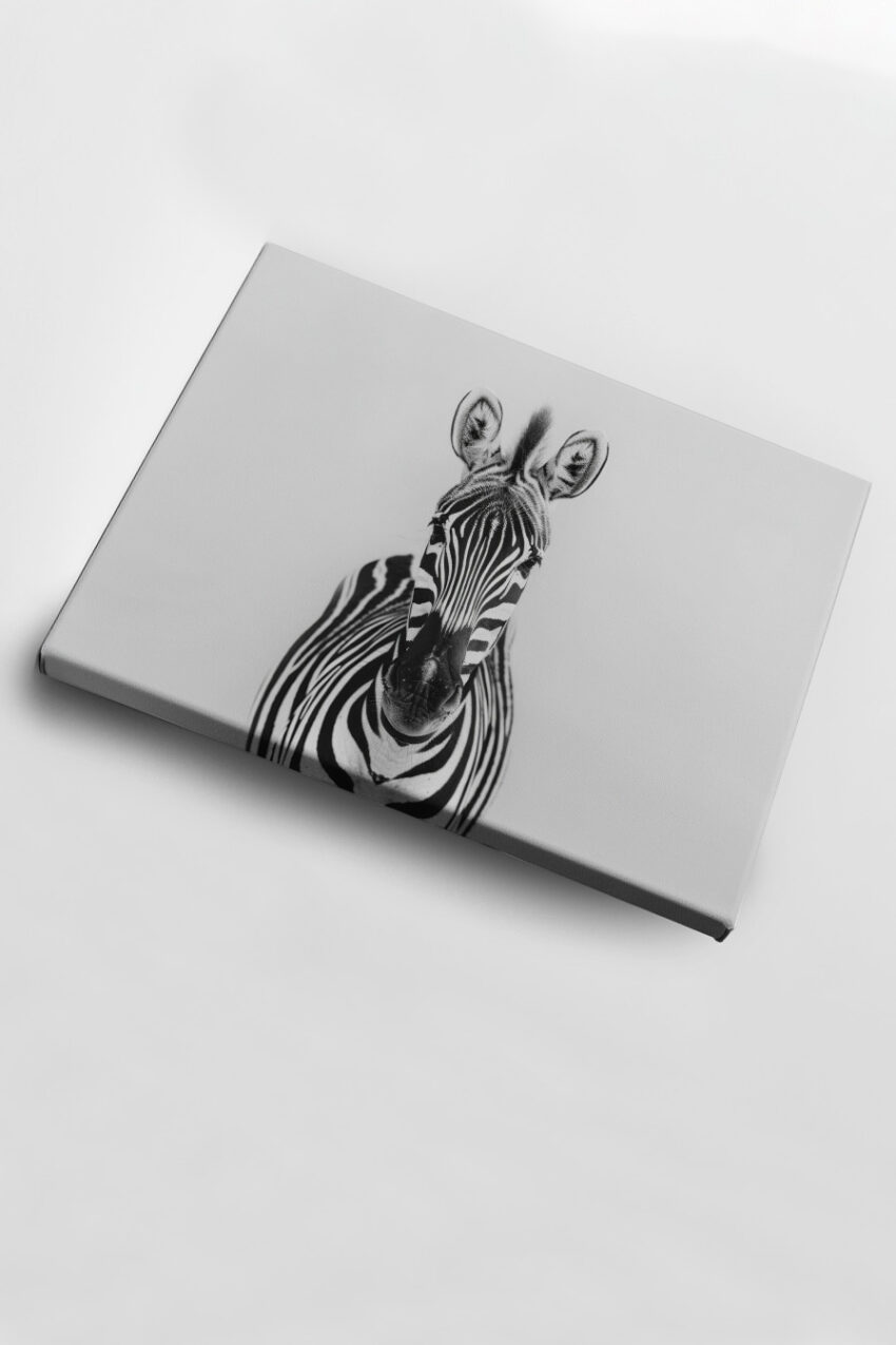 Fotografie Poster Zebra frontal Schwarz-Weiß markant