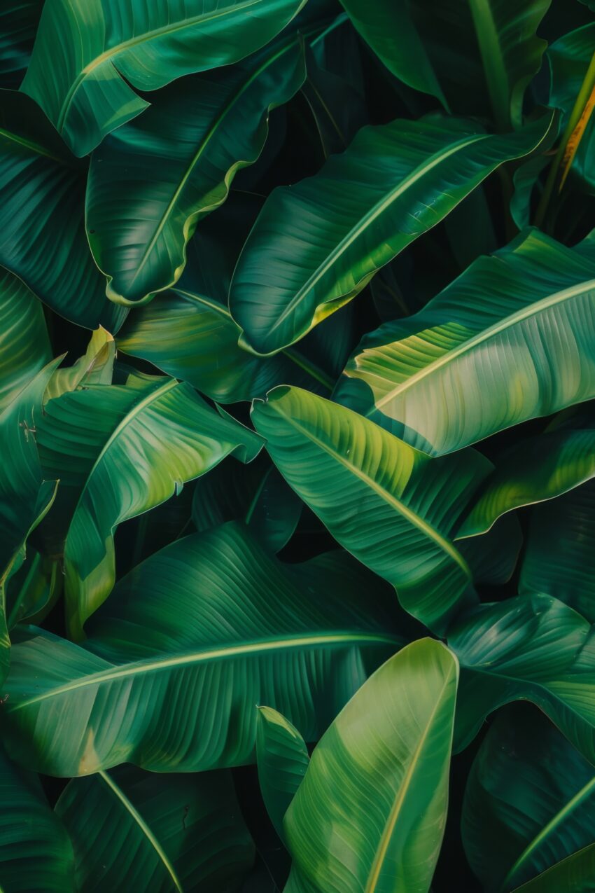 Fotografie Poster Bananenblatt grün tropisch nahaufnahme