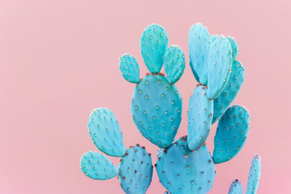 Kaktus Stacheln Gerahmt