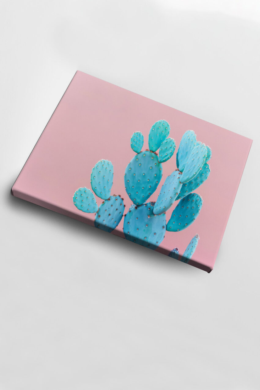 Fotografie Poster Kaktus stachelig türkis rosa