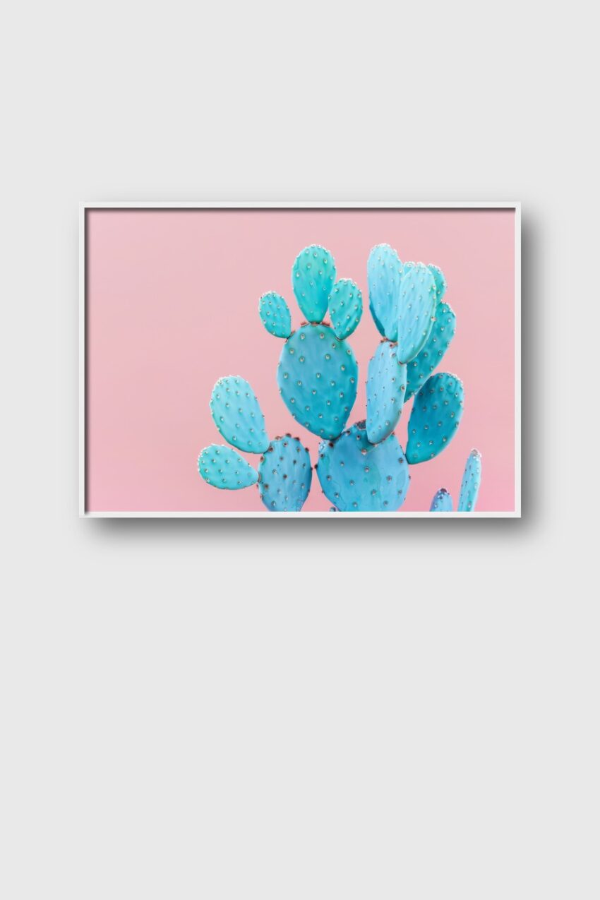 Fotografie Poster Kaktus stachelig türkis rosa
