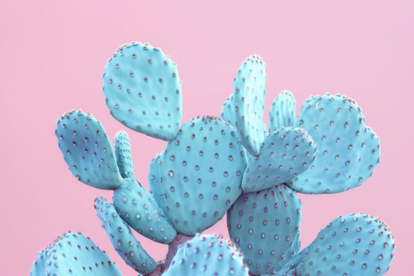 Fotografie Poster Kaktus blau pastellrosa minimalistisch