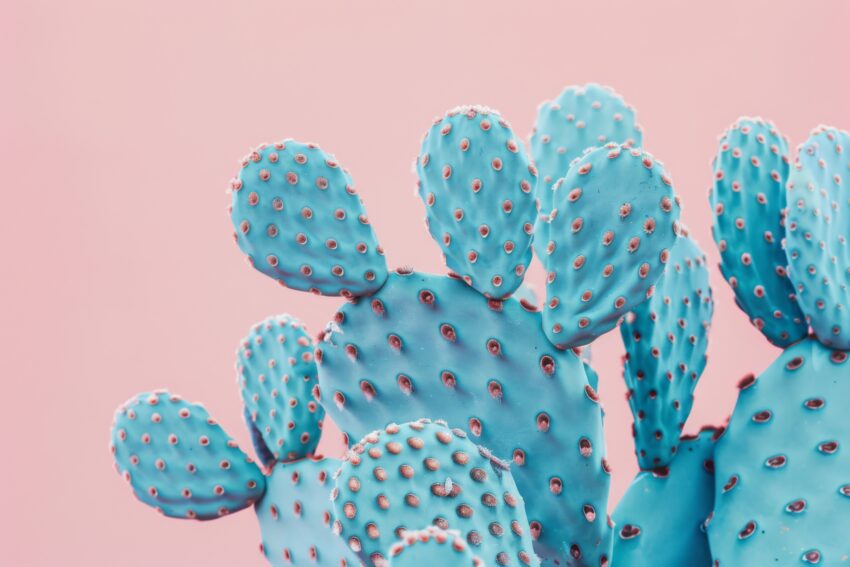 Fotografie Poster Kaktusblätter blau pastell minimalistisch