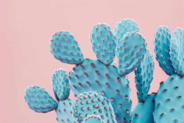 Kaktus Blätter Blau Poster