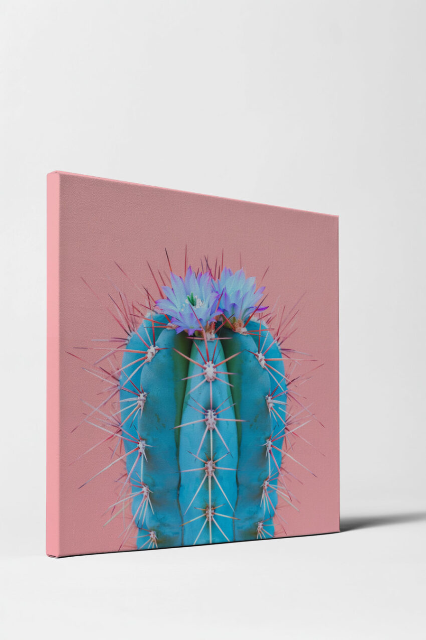Fotografie Poster Kaktus blau spitz und Blüte rosa minimalistisch