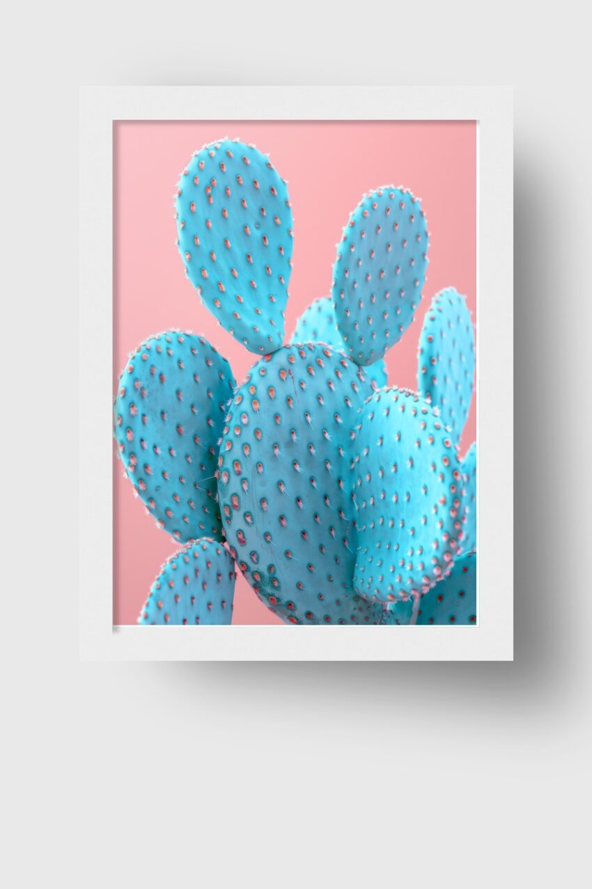 Fotografie Poster Kakteen blau minimalistisch