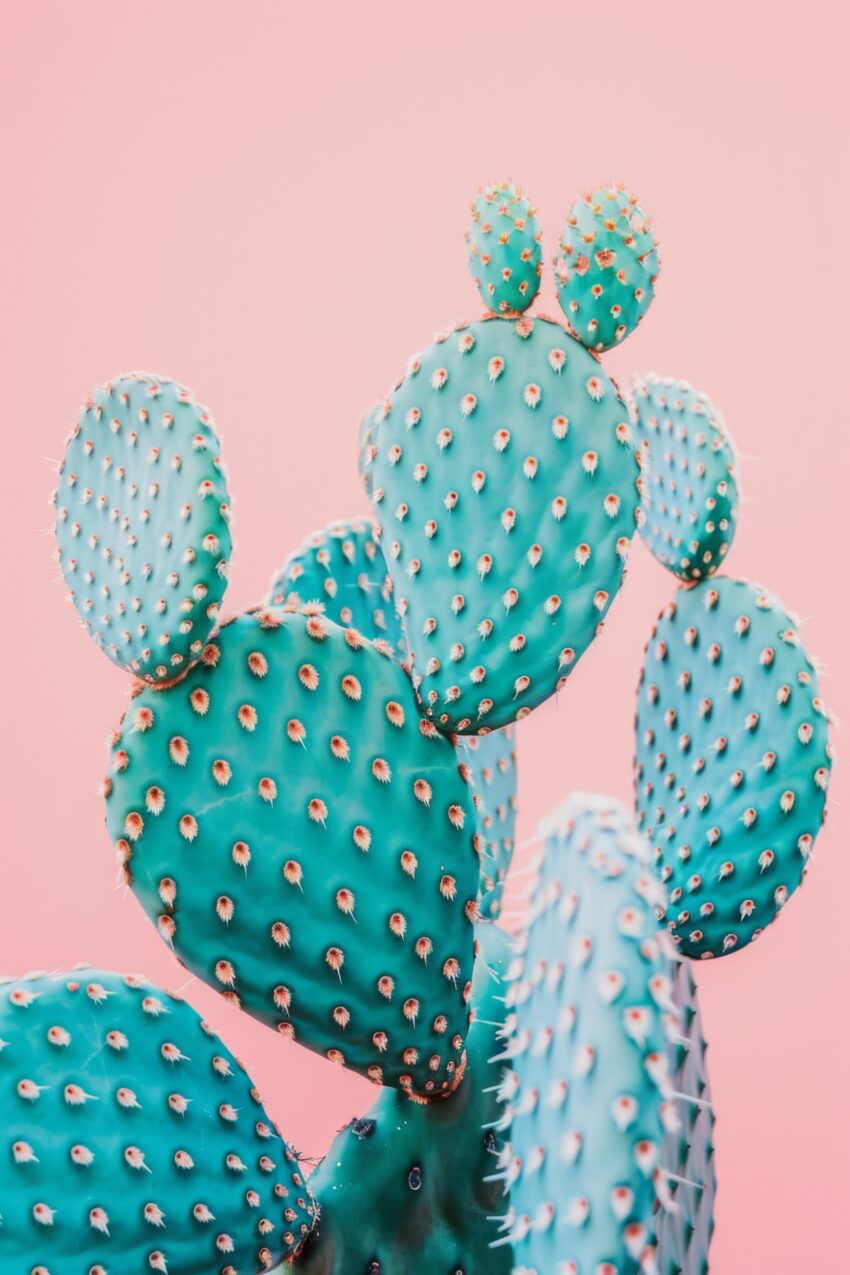 Fotografie Poster Kakteen blau pastell rosa