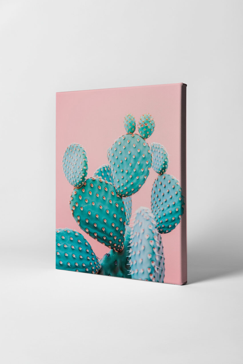Fotografie Poster Kakteen blau pastell rosa