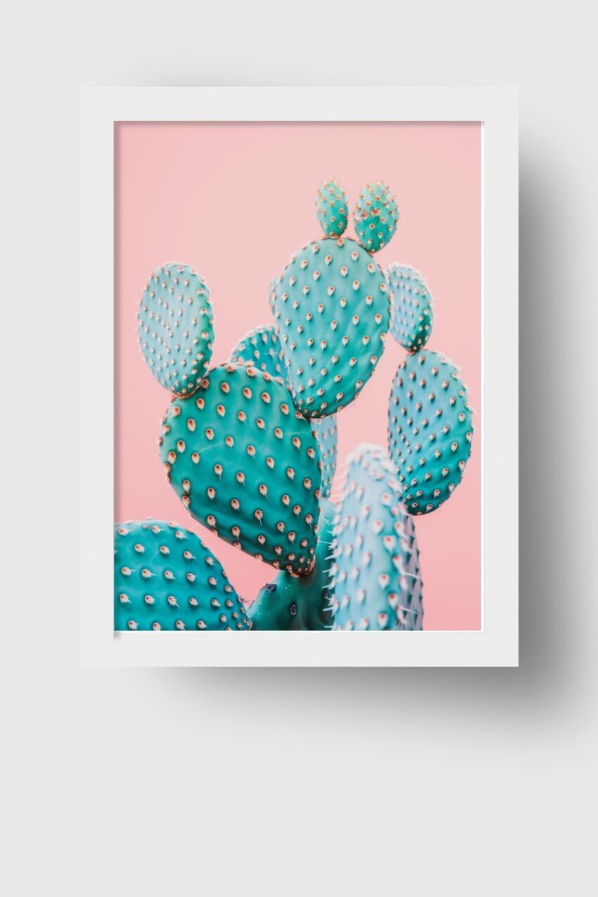 Fotografie Poster Kakteen blau pastell rosa