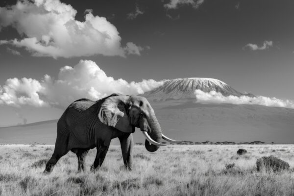 Elefant Savanne Leinwandbild