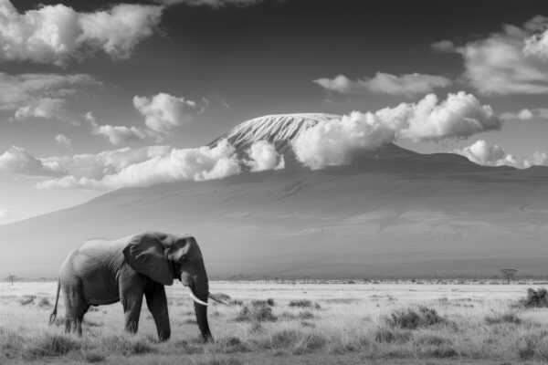 Elefant Graslandschaft Leinwandbild