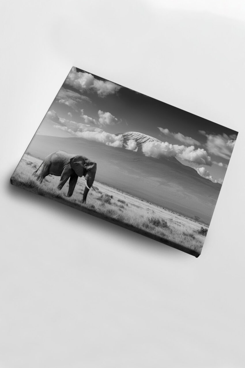 Fotografie Poster Elefant schwarz-weiß Graslandschaft