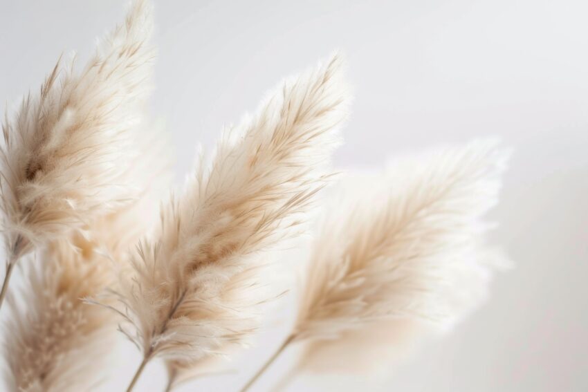 Fotografie Poster Pampasgras hell weich beige