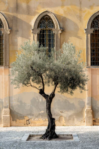 Olivenbaum vor Wand Poster