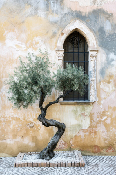 Olivenbaum am Fenster Leinwandbild