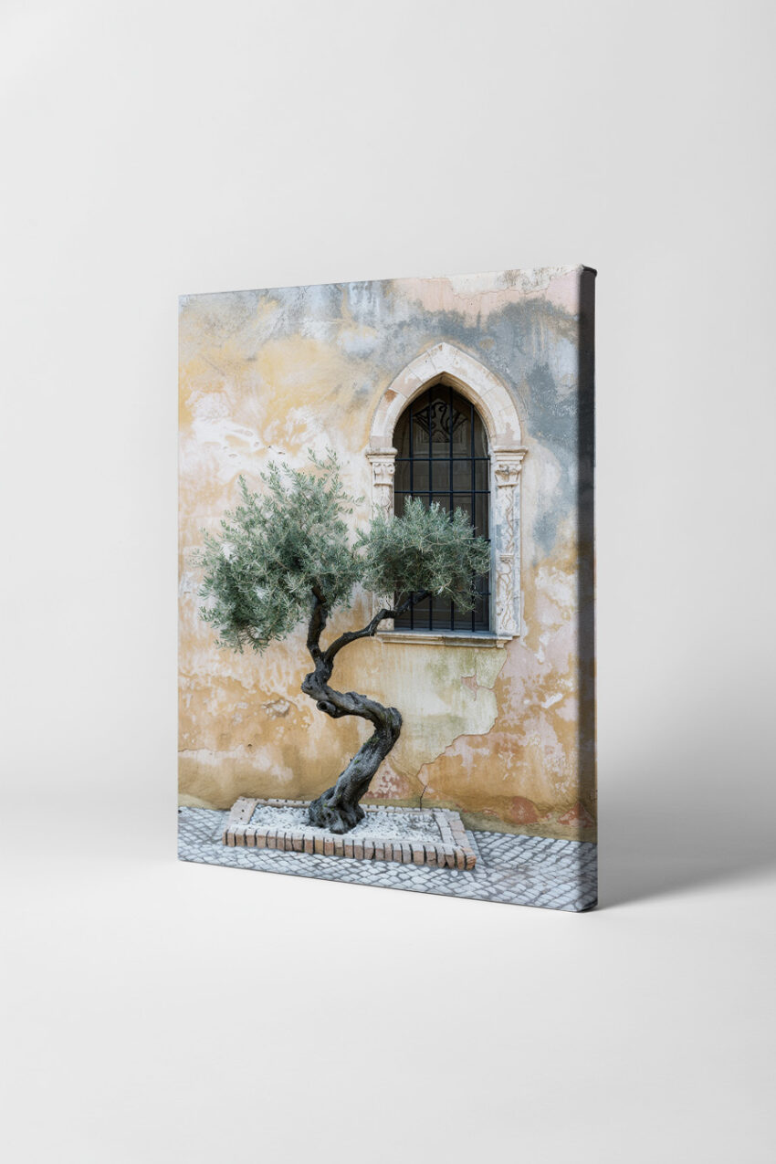 Fotografie Poster Olivenbaum knorrig Fenster mediterran