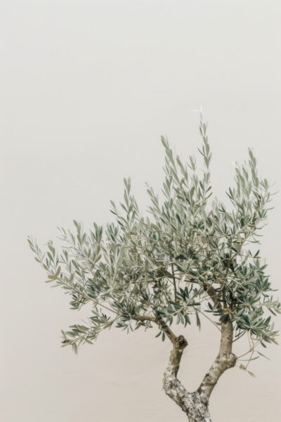 Olivenbaum Zweige Gerahmt