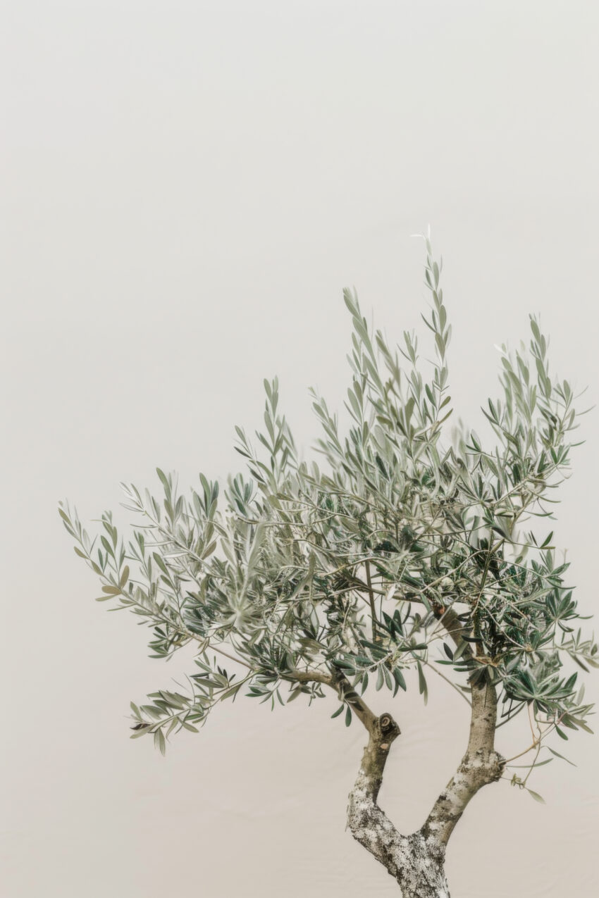 Fotografie Poster Olivenbaum Zweige silbrig grün minimalistisch