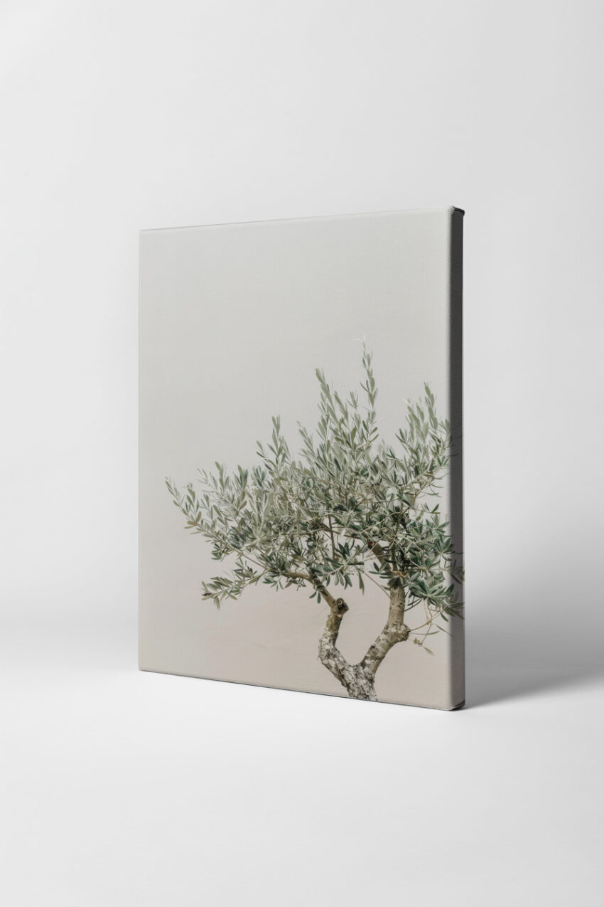 Fotografie Poster Olivenbaum Zweige silbrig grün minimalistisch