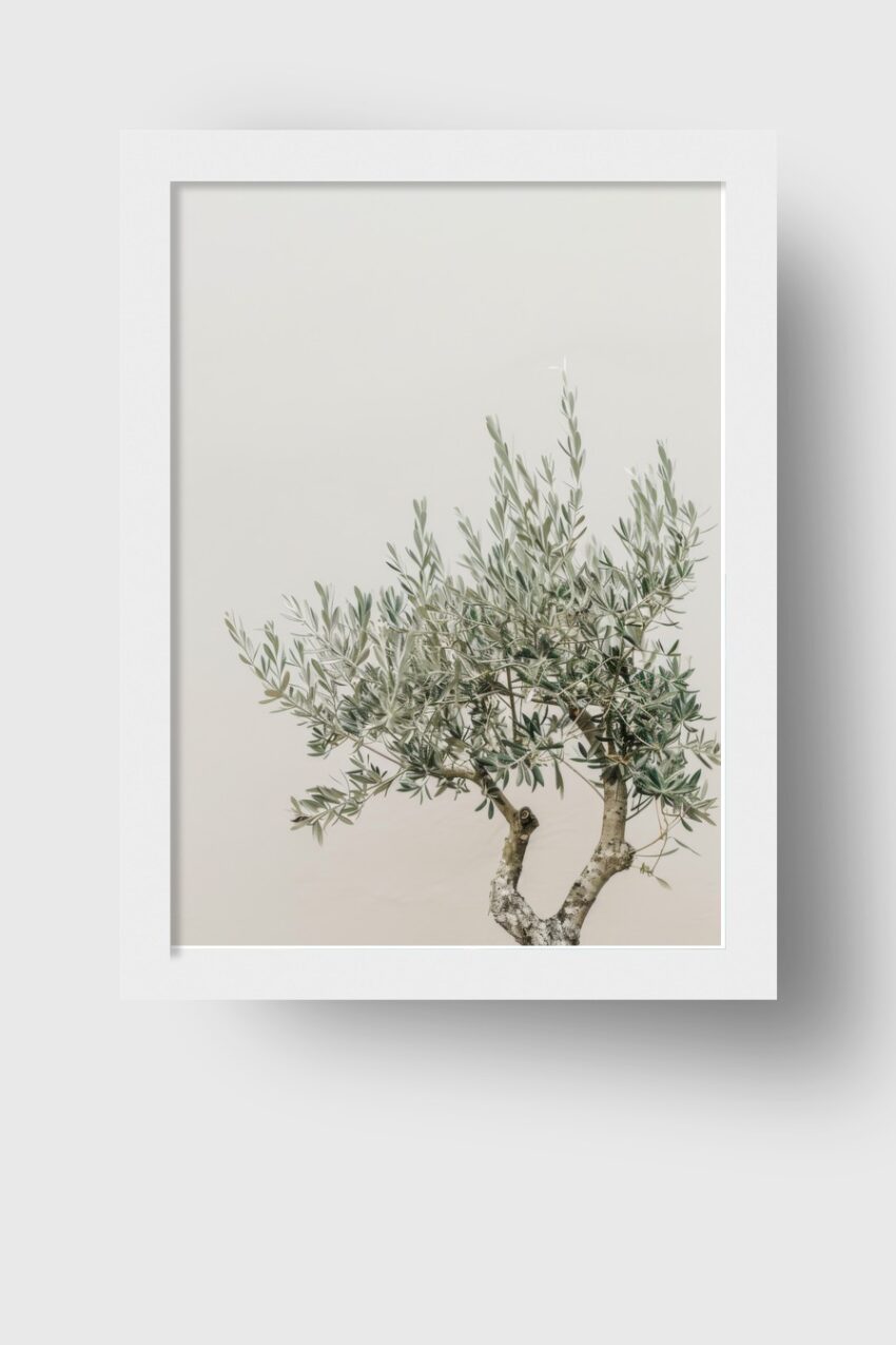 Fotografie Poster Olivenbaum Zweige silbrig grün minimalistisch