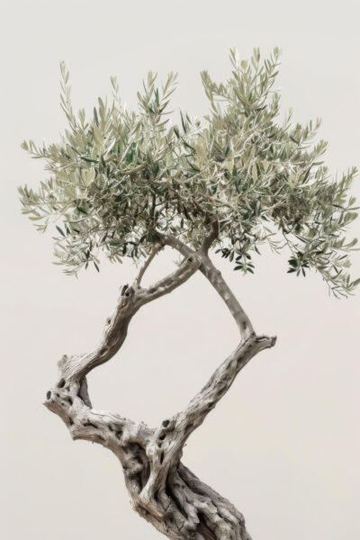 Olivenbaum Knorrig Leinwandbild