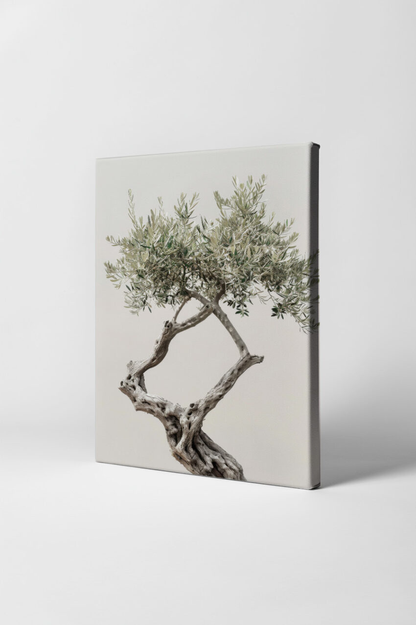 Fotografie Poster Olivenbaum knorrig silbrig