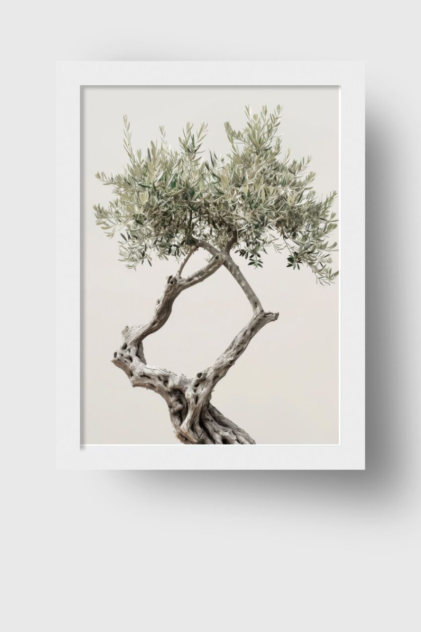 Fotografie Poster Olivenbaum knorrig silbrig