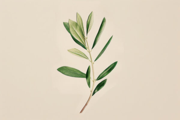 Olivenzweig Leinwandbild