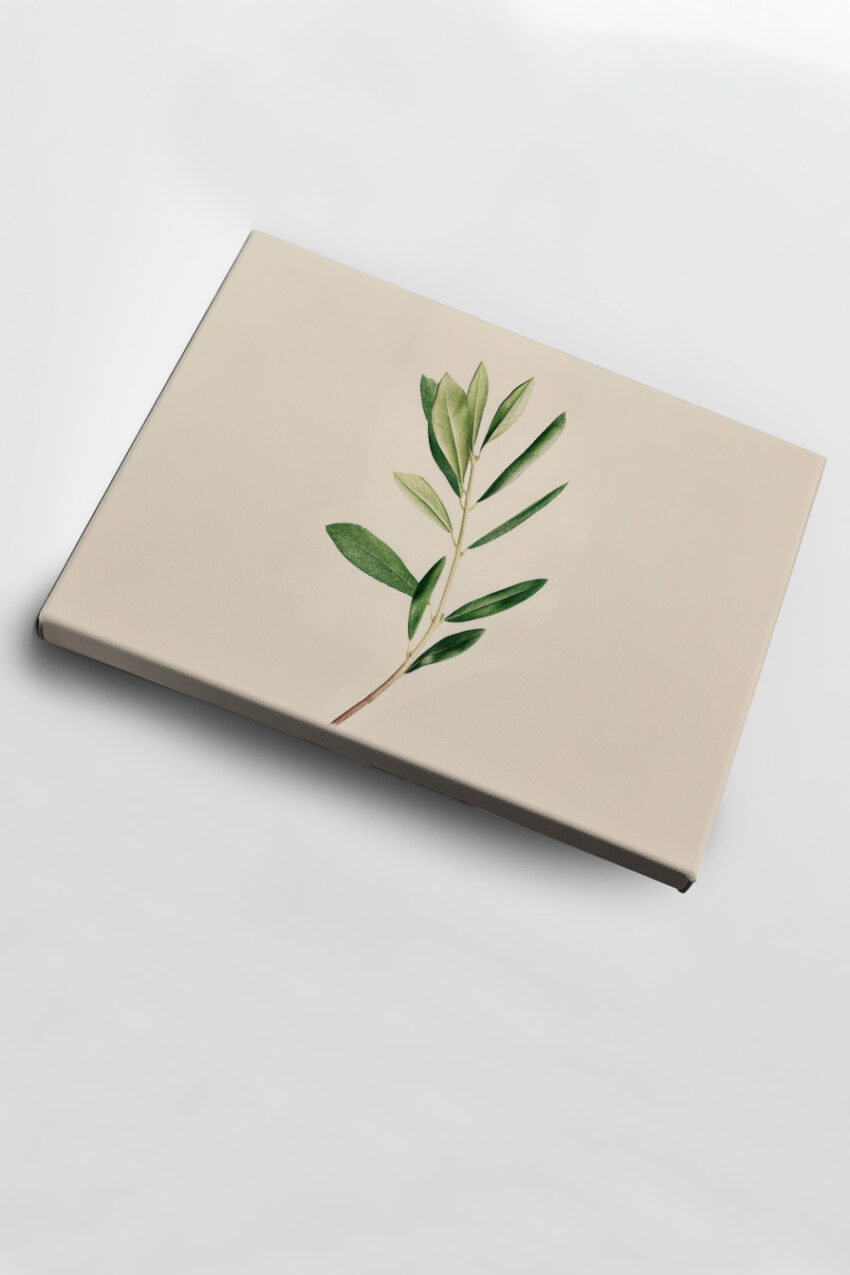 Illustration Poster Olivenzweig zart grün minimalistisch