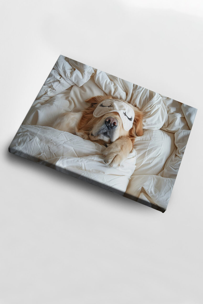 Fotografie Poster Hund Schlafmaske golden retriever weiß