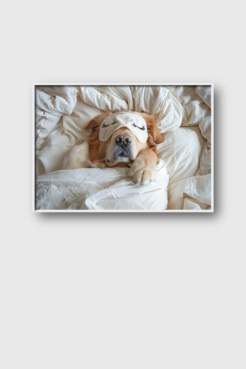 Fotografie Poster Hund Schlafmaske golden retriever weiß