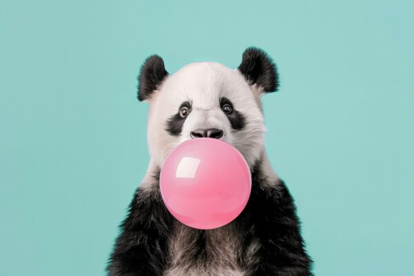 Panda im Ansatz Gerahmt