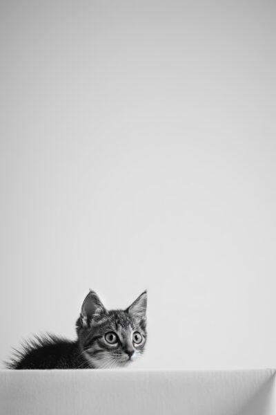 Katze hinter Kante Gerahmt