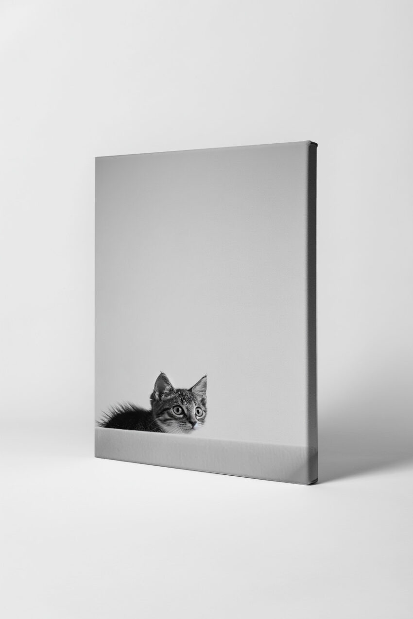 Fotografie Poster Katze schwarz-weiß konzentriert wachsam