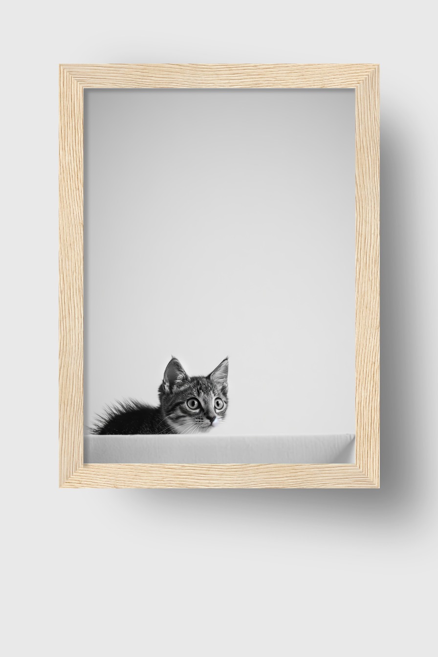 Fotografie Poster Katze schwarz-weiß konzentriert wachsam