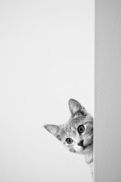 Katze Neugierig Poster