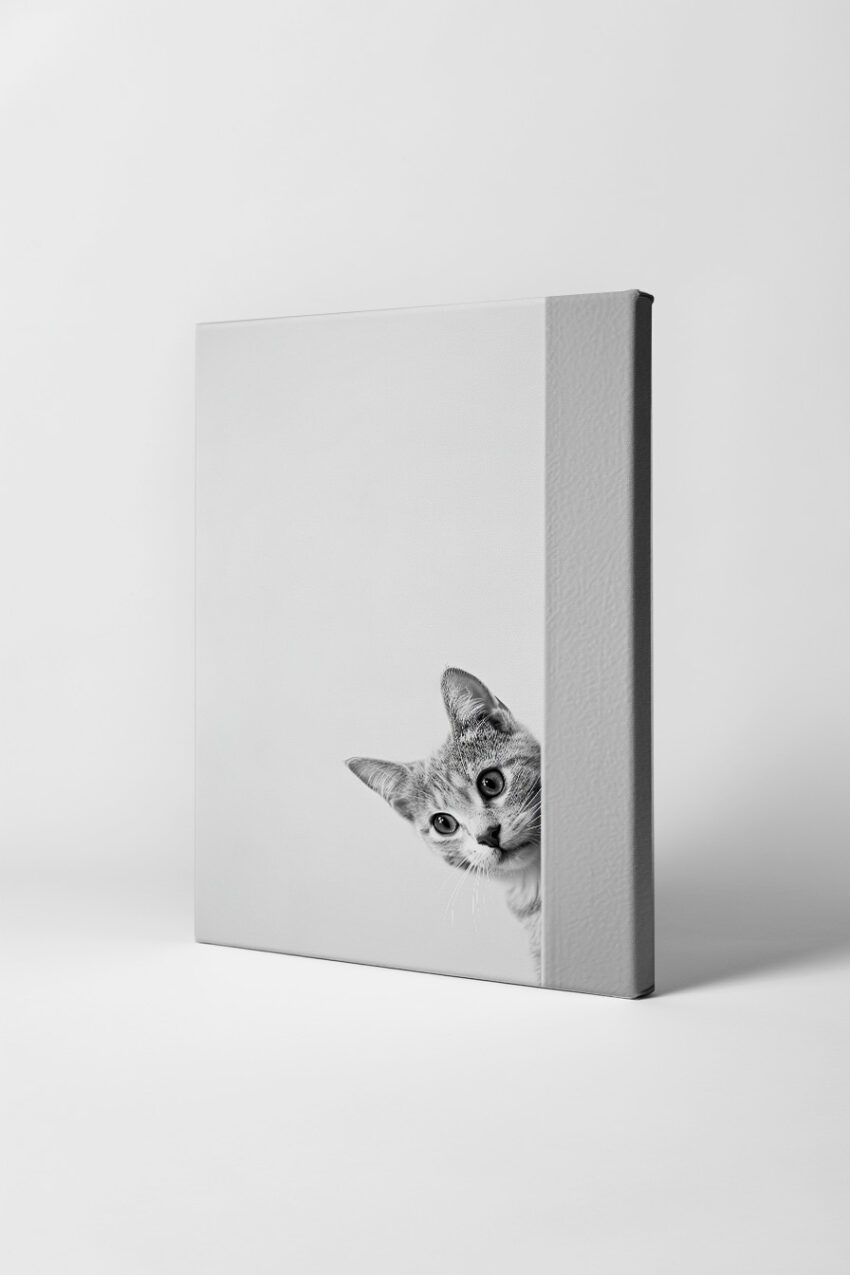 Fotografie Poster Katze neugierig schwarz-weiß minimal