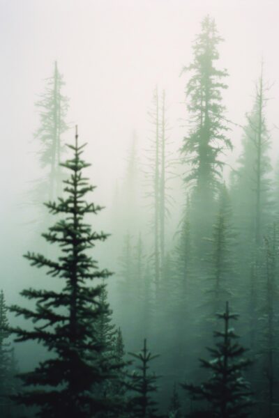 Tannen Nebel Gerahmt