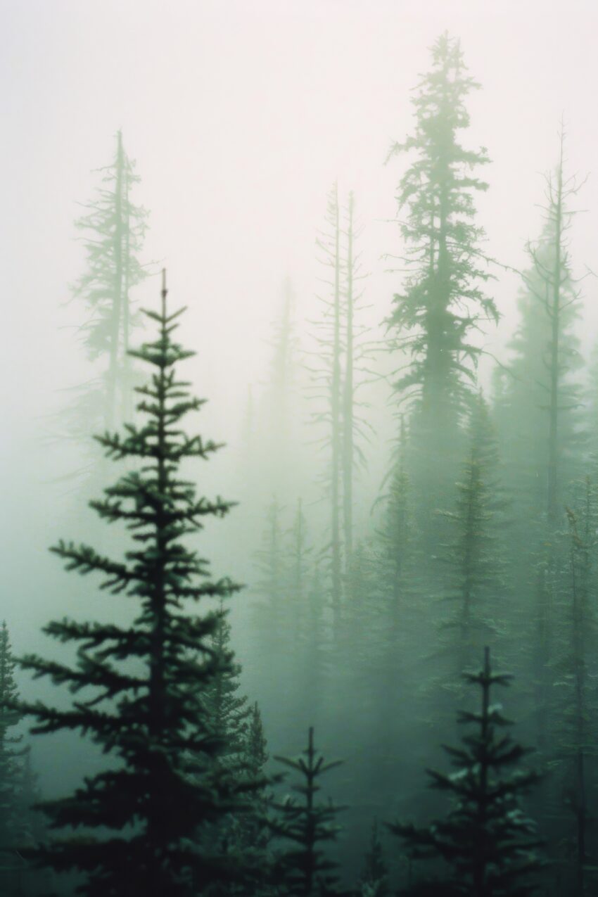 Fotografie Poster Tannenwald Nebel grün verschwommen