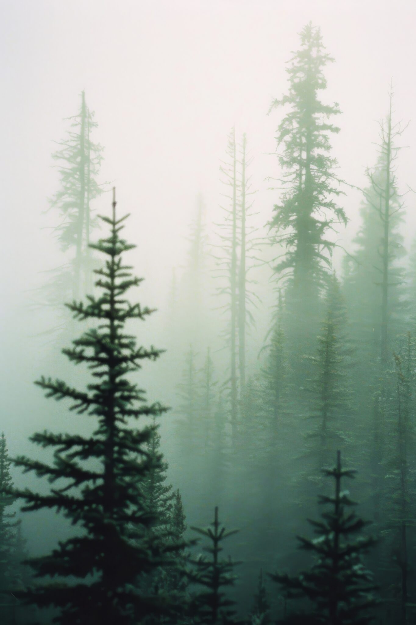 Fotografie Poster Tannenwald Nebel grün verschwommen