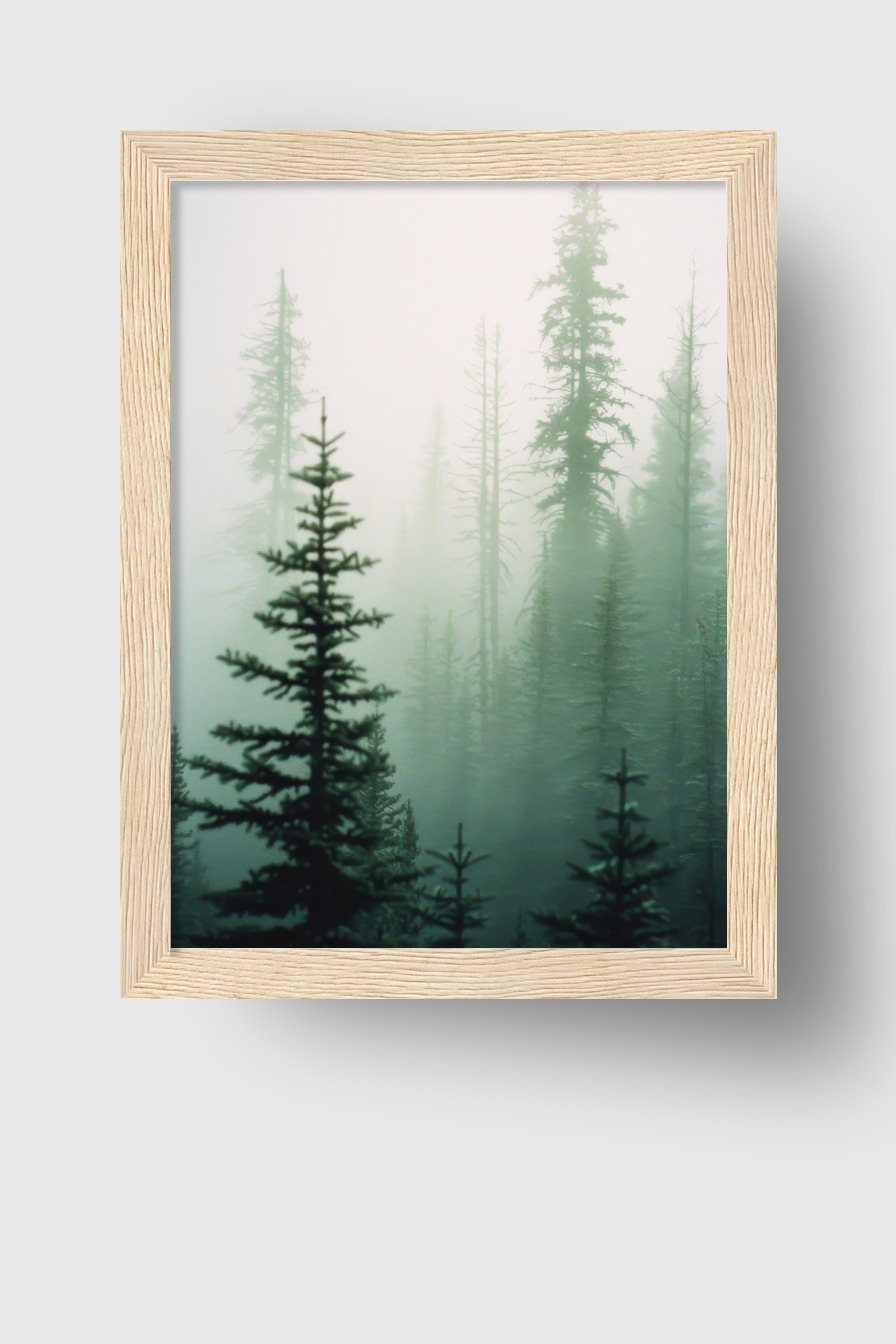Fotografie Poster Tannenwald Nebel grün verschwommen
