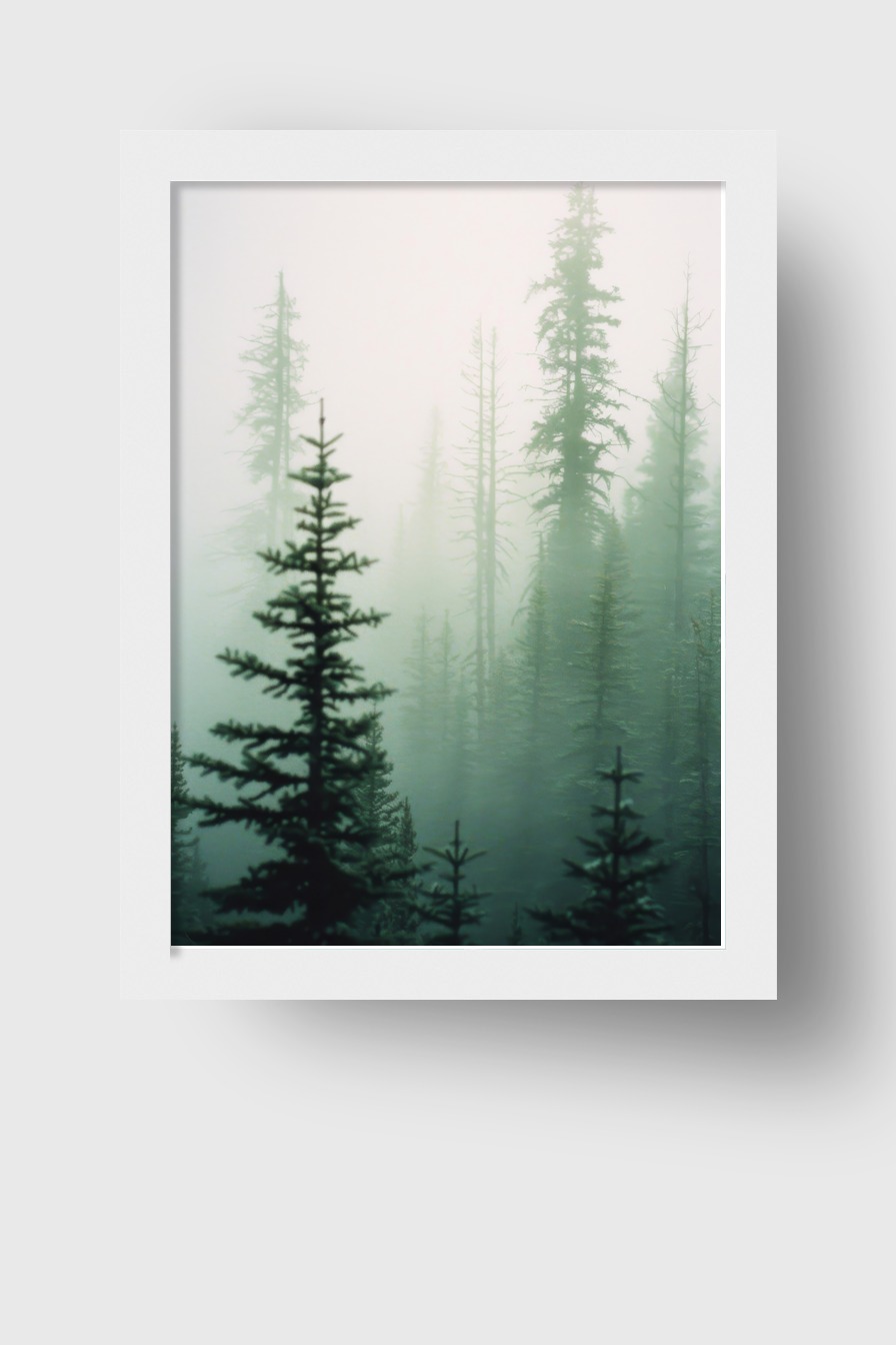 Fotografie Poster Tannenwald Nebel grün verschwommen